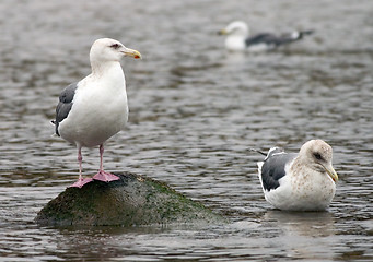 Image showing Three Gulls