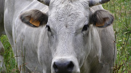 Image showing Cow cattle