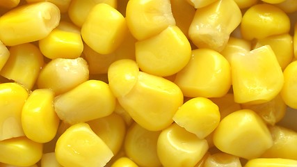 Image showing Maize corn