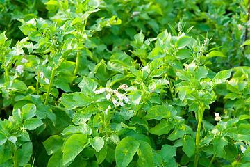 Image showing Potatoes in the field