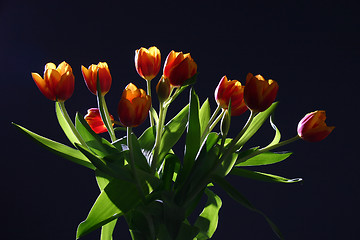 Image showing Tulips in studio