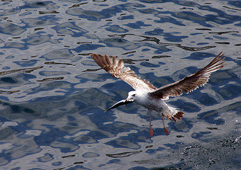 Image showing Lunch