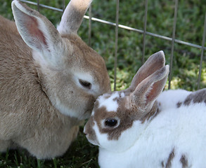 Image showing Bunnies