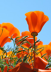 Image showing California Poppies