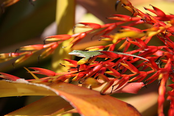 Image showing Green Lizard