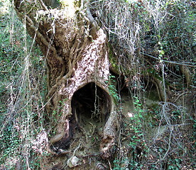 Image showing Hollow tree