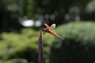 Image showing Dragonfly