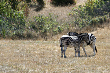 Image showing Zebras Cuddling