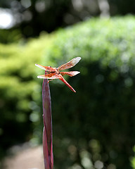 Image showing Orange Dragonfly