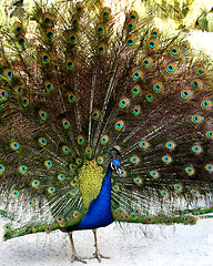 Image showing Strutting Peacock