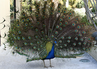 Image showing Peacock in Full Bloom