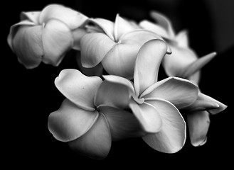 Image showing Plumerias in Black and White