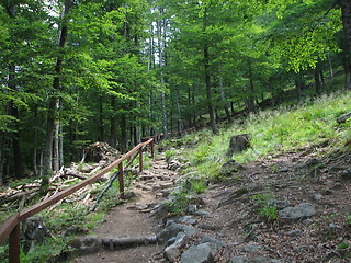 Image showing Rooster comb - Gutai Mountains, Maramures, Romania