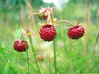 Image showing Wild Straweberries