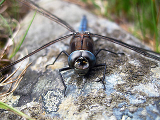 Image showing Blue dragonfly on a rock