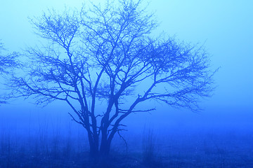 Image showing Blue Tree in Mist
