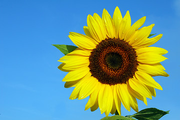 Image showing Sunflower