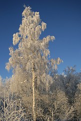 Image showing Winter birch