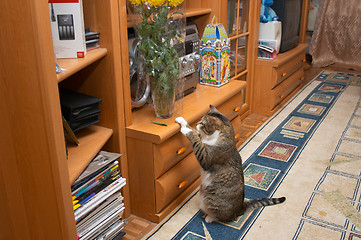 Image showing Curious cat