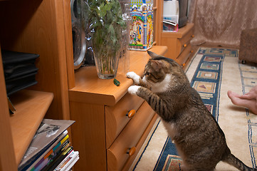 Image showing Cat - explorer