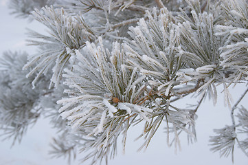 Image showing Frozen branch of pine