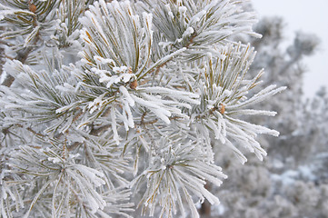 Image showing Frozen branch of pine