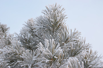 Image showing Hoar-frost