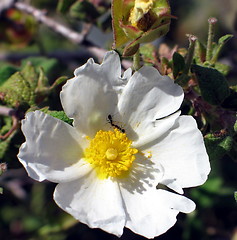 Image showing Ants on flower