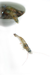 Image showing raw fresh shrimps