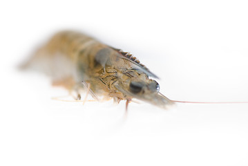 Image showing raw fresh shrimp