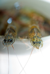 Image showing raw fresh shrimps