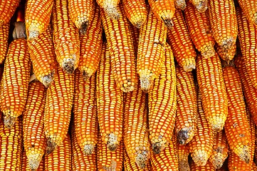 Image showing Dry yellow corn