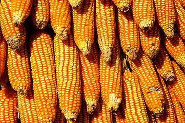 Image showing Dry yellow corn