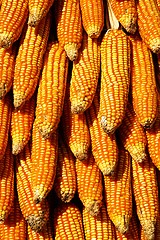 Image showing Dry yellow corn