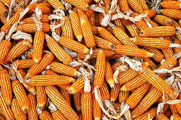 Image showing Dry yellow corn