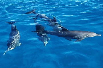 Image showing Group of dolphins in the sea