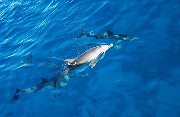 Image showing Group of dolphins in the sea