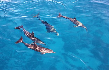 Image showing Group of dolphins in the sea