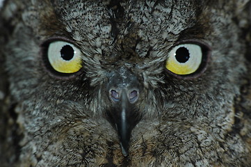 Image showing Owl’s face