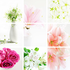 Image showing Flower collage