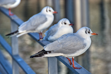Image showing Birds in Friedrichshafen, Germany