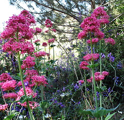 Image showing Wild flowers