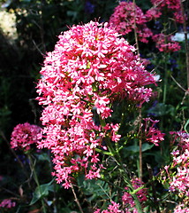 Image showing Flower wild