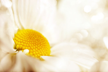 Image showing daisy flower