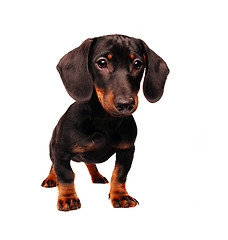 Image showing Dachshund puppy