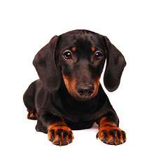 Image showing Dachshund puppy