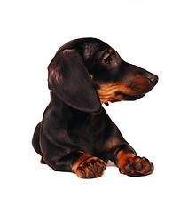 Image showing Dachshund puppy