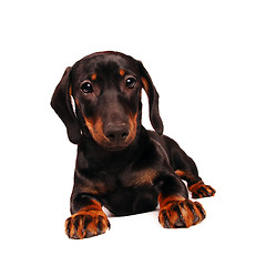 Image showing Dachshund puppy
