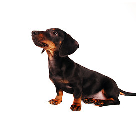 Image showing Dachshund puppy