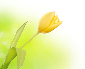 Image showing Yellow tulip